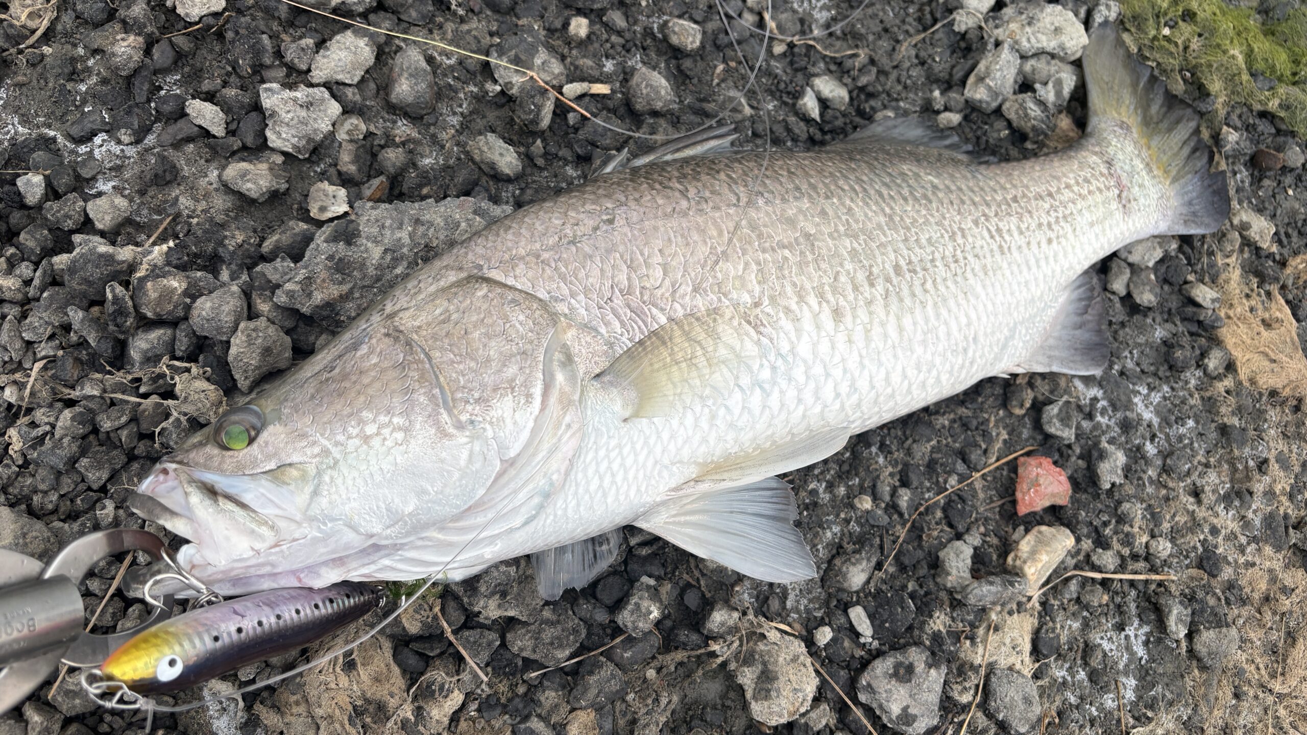 Barramundi landed on Amazon Spook