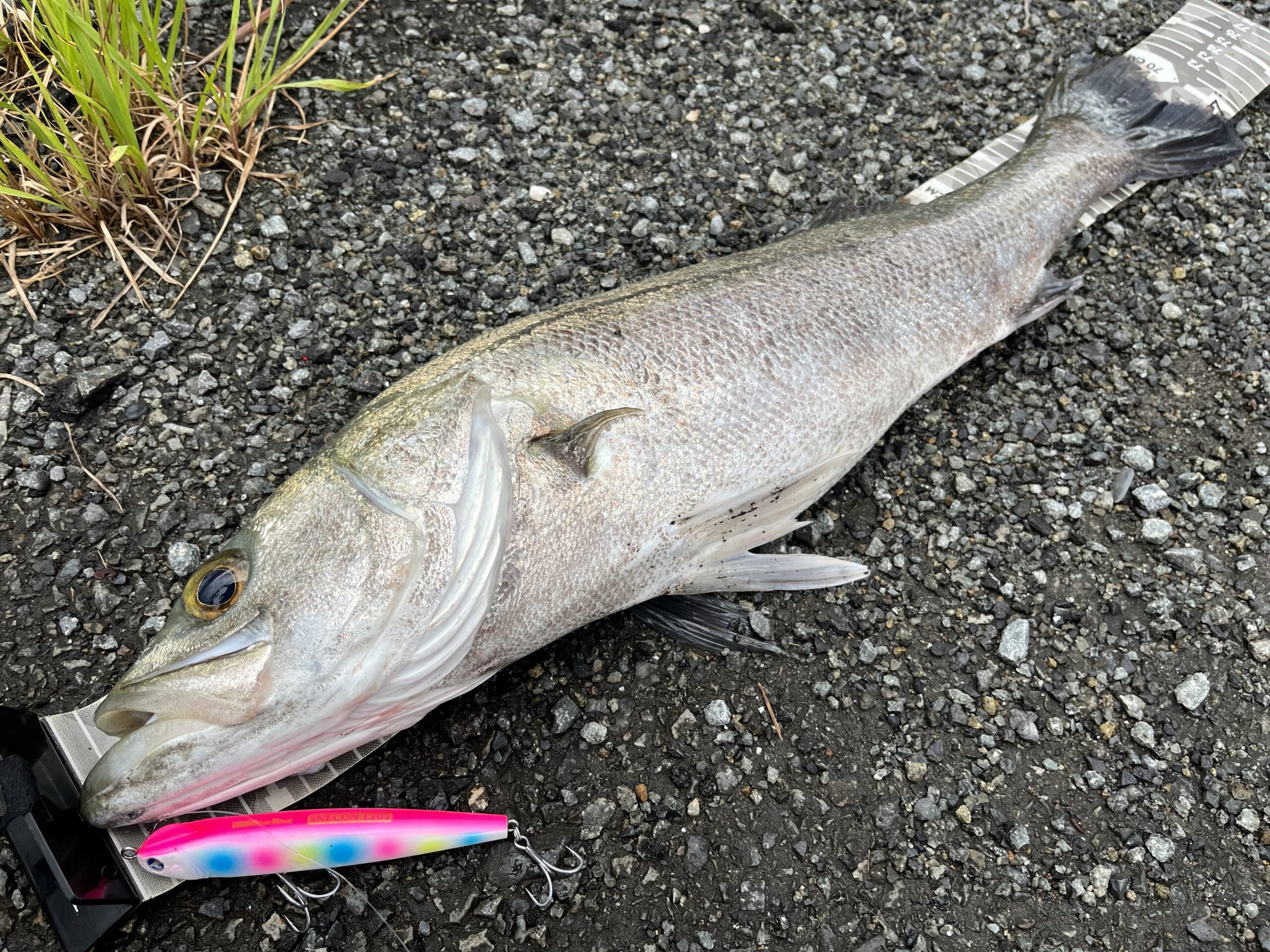 徳島で居候していた頃のシーバス