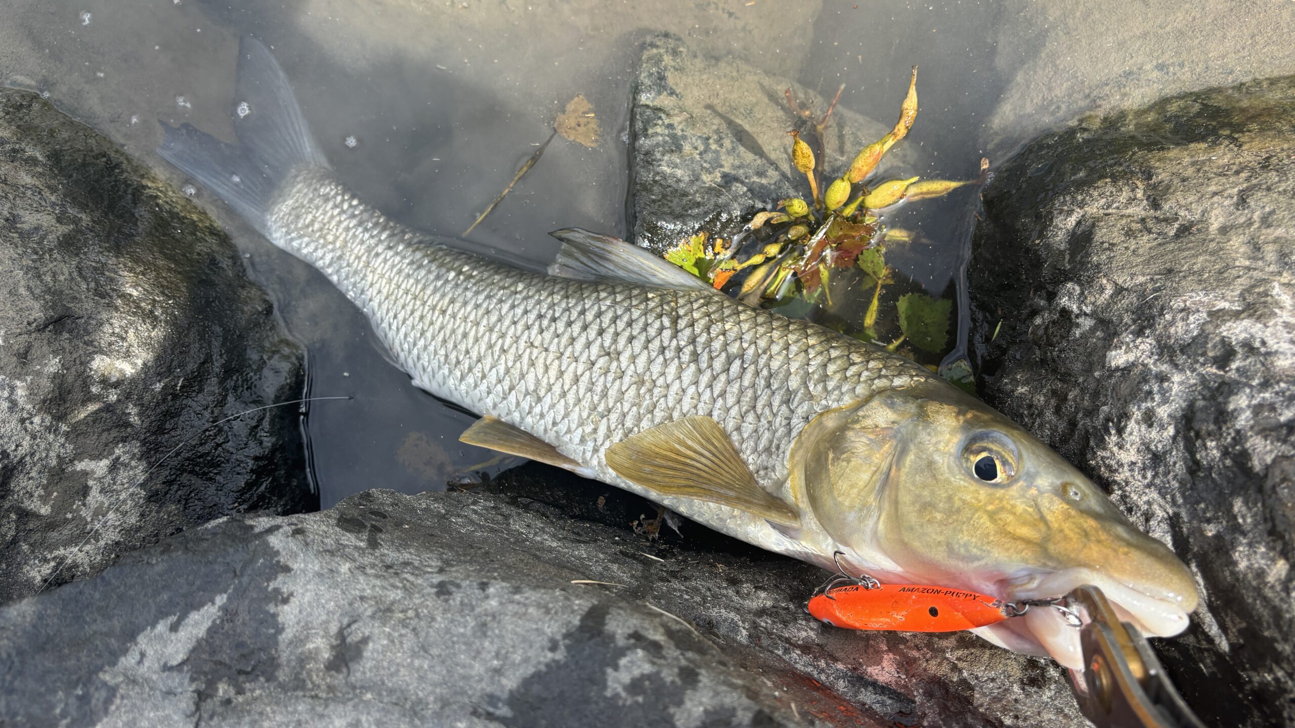 Korean bullhead landed on Amazon Spook Puppy