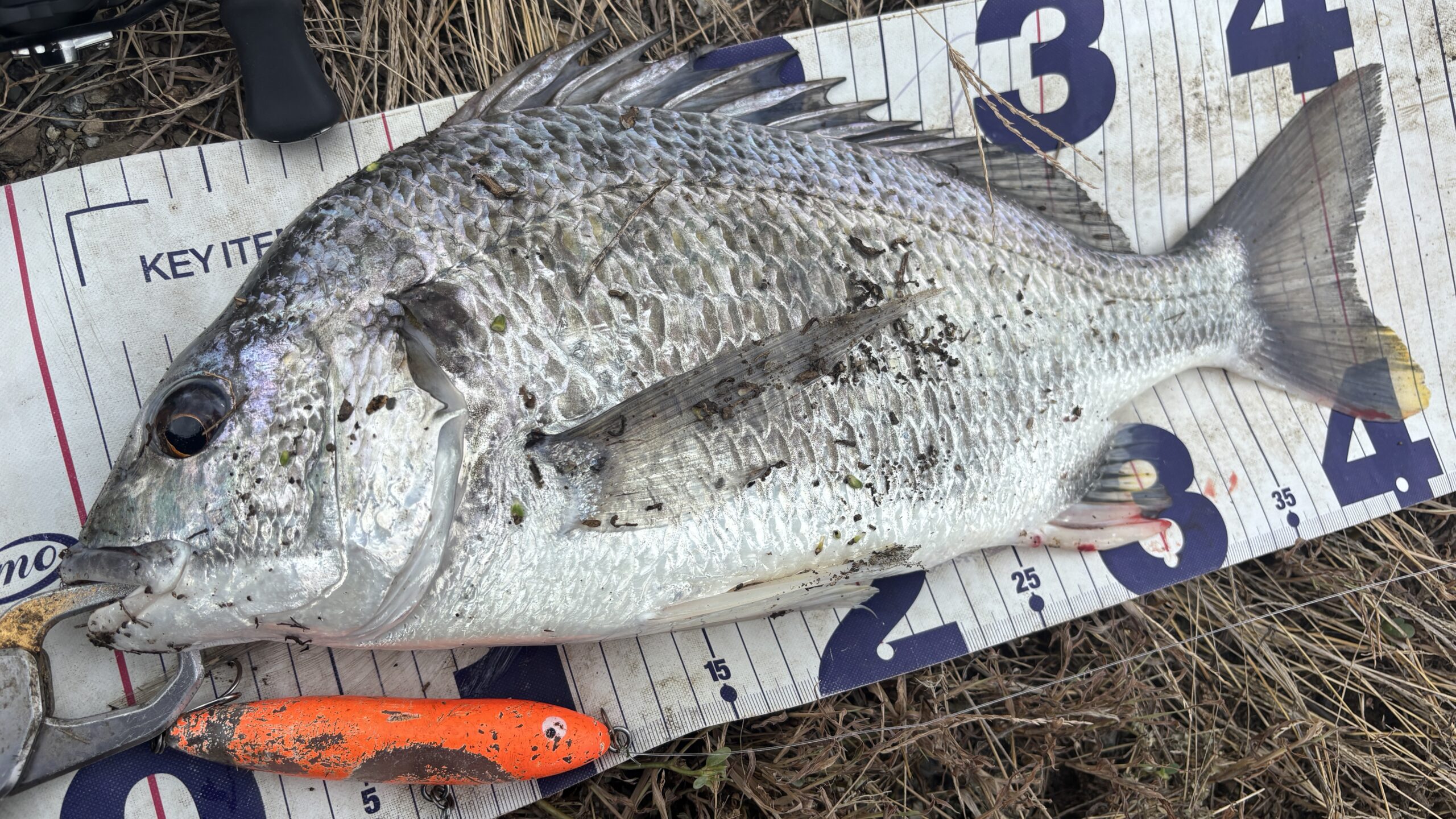 Yellowfin porgy landed on Amazon Spook