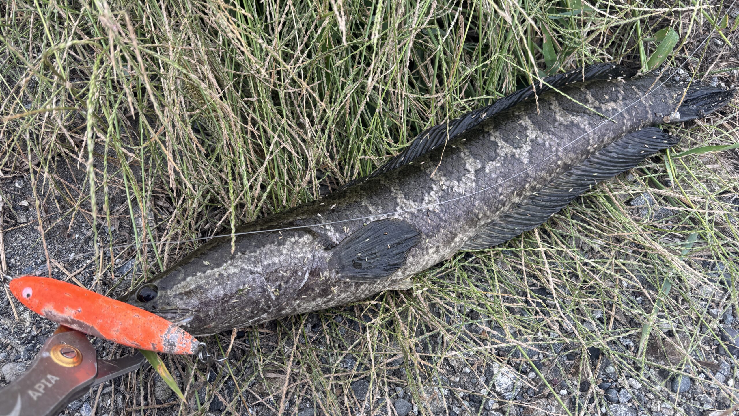Snakehead landed on Amazon Spook