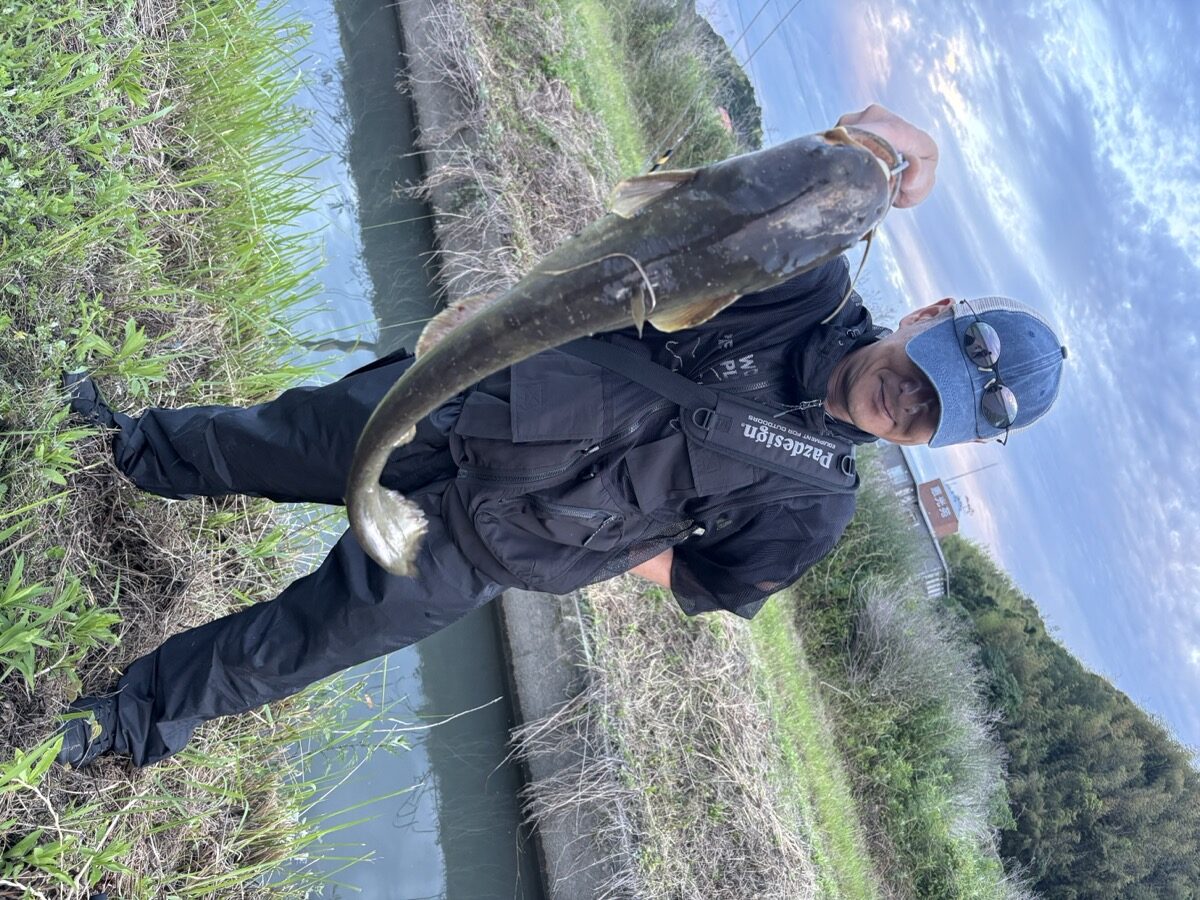 夕暮れの用水路でナマズを持ち上げる男性。夕マズメの釣果